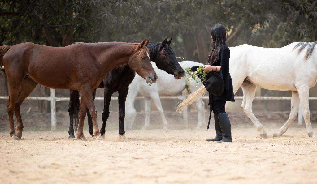 a woman standing next to three horses in a field at 2-single beds beit zeina horse riding in Cairo