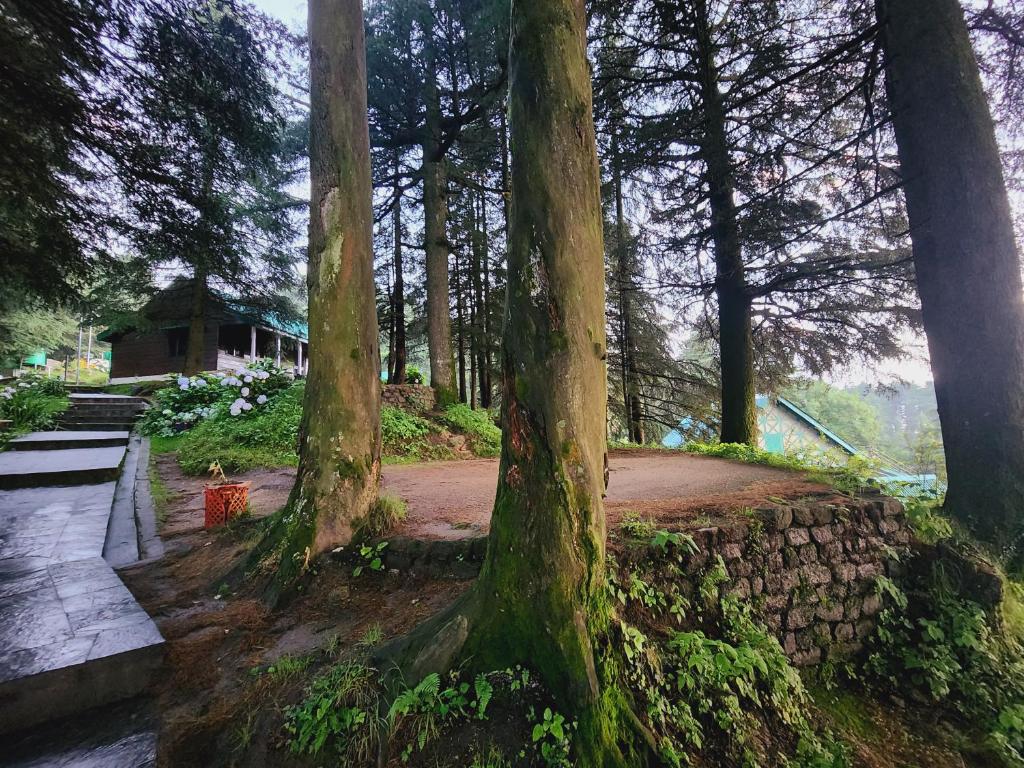 a group of trees in a park with a stone wall at Smart Valley Dalhousie in Dalhousie