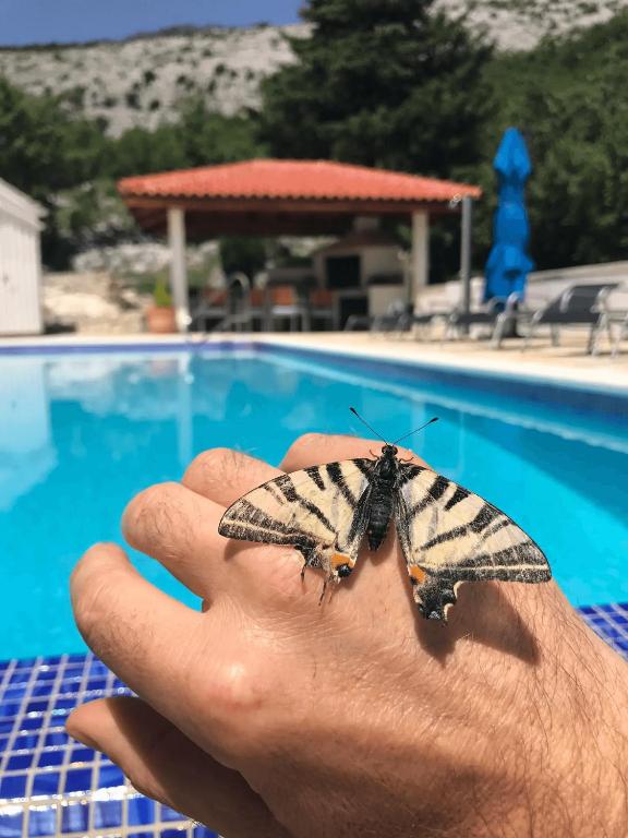 Fotografie z fotogalerie ubytování Villa Mahon - the best of Split, Dalmatia, Croatia v destinaci Gornje Sitno