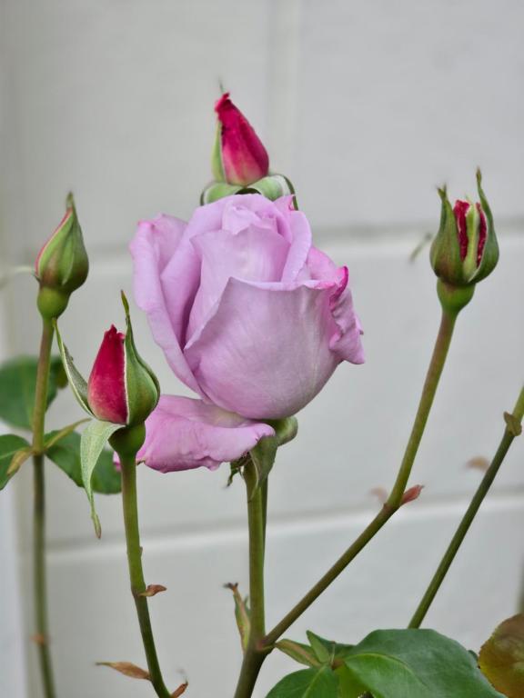 Brookside - Resim 16