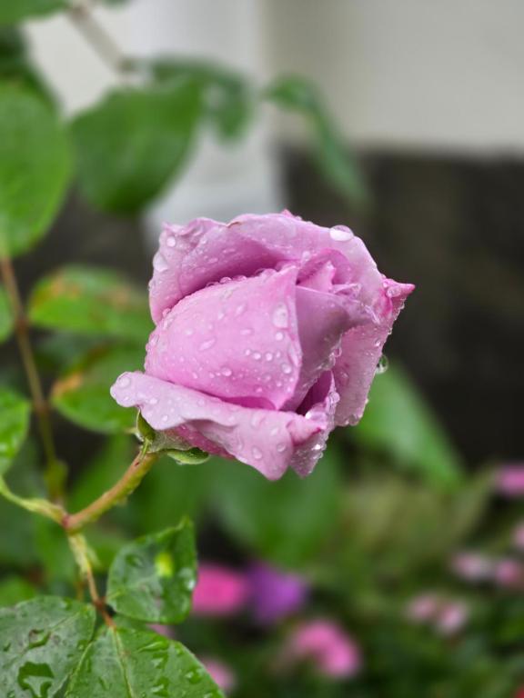 Brookside - Resim 18