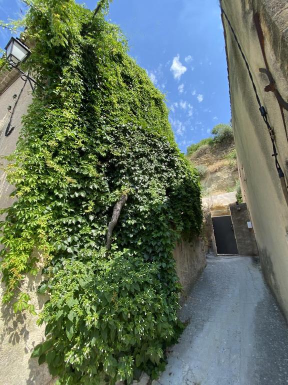un grand bush vert à côté d'une passerelle dans l'établissement Maison de village dans le Sud Luberon, à Cadenet