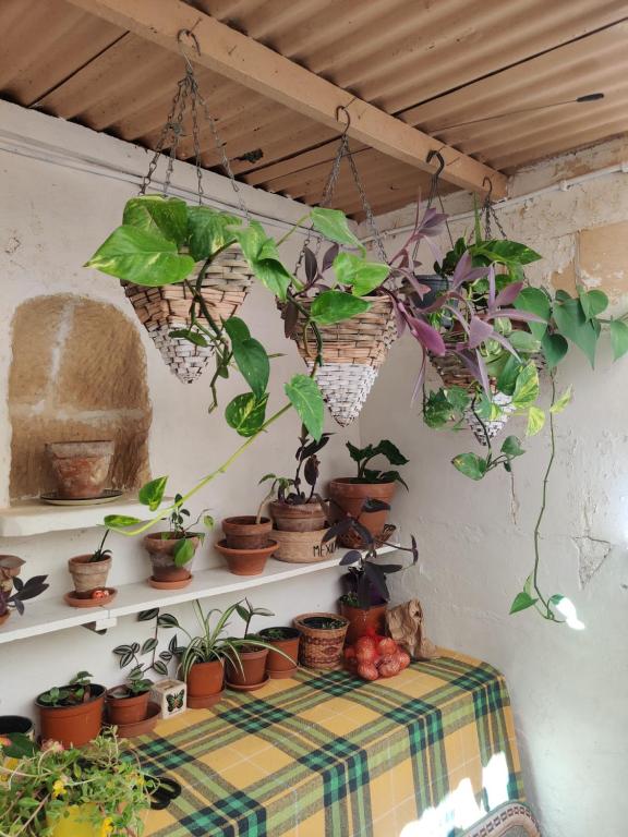 Ein Haufen Topfpflanzen hängt an einer Wand in der Unterkunft Cute Townhouse in Maltese Village Close To St Peters Pool in Żejtun