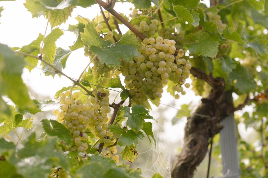 Fotografie z fotogalerie ubytování Monschein Weingut Straden v destinaci Straden