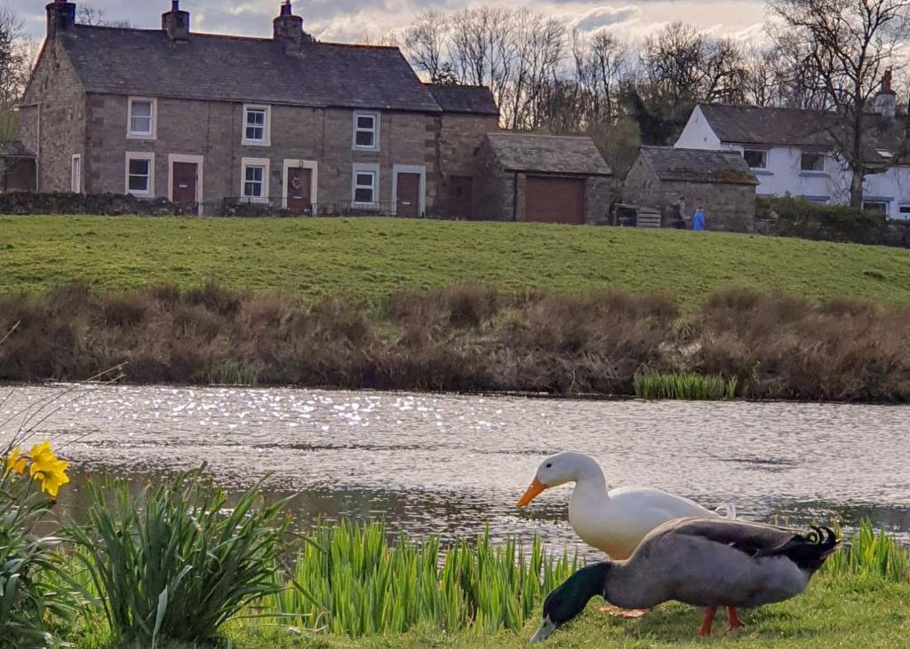 a duck standing in the grass next to a body of water at Greenside Cottage Caldbeck in Caldbeck