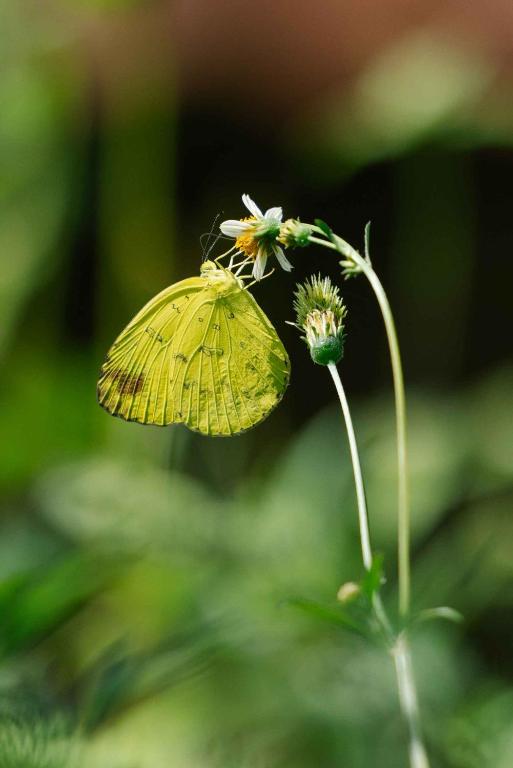 Fotografie z fotogalerie ubytování Tiger Mountain Pokhara Lodge v destinaci Pókhara
