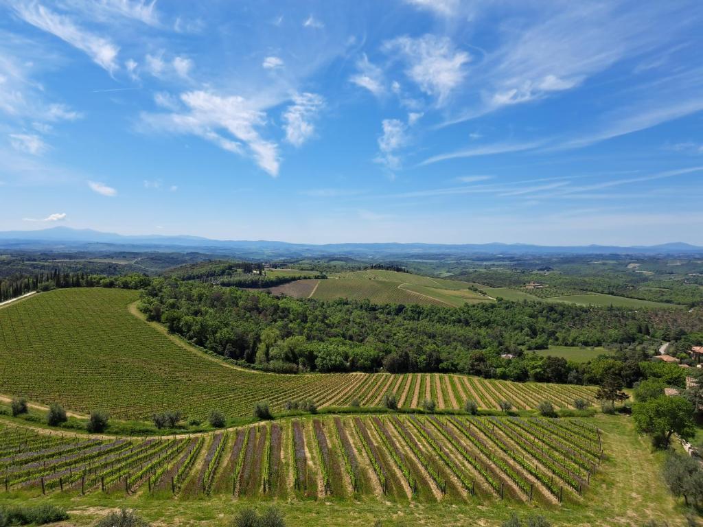 uma vista aérea de uma vinha nas colinas em CASA ORNETO em Poggibonsi