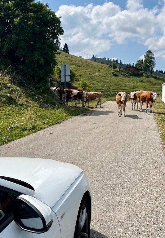 Zvířata v apartmánu nebo okolí