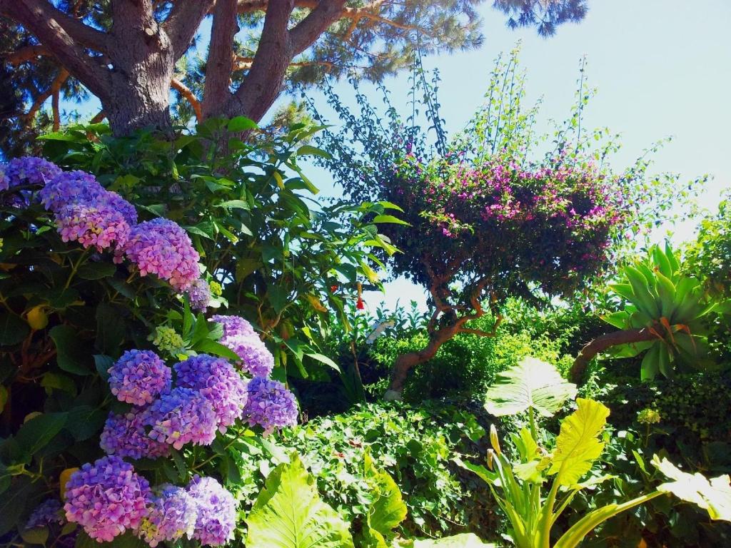 un jardín lleno de flores púrpuras y árboles en Appartement in Barano d Ischia mit schöner Terrasse, en Isquia