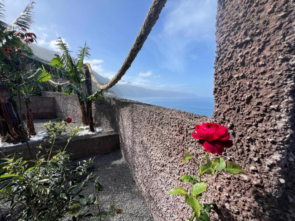 Una rosa roja sentada al costado de una pared en Casa Do Pico, en São Vicente