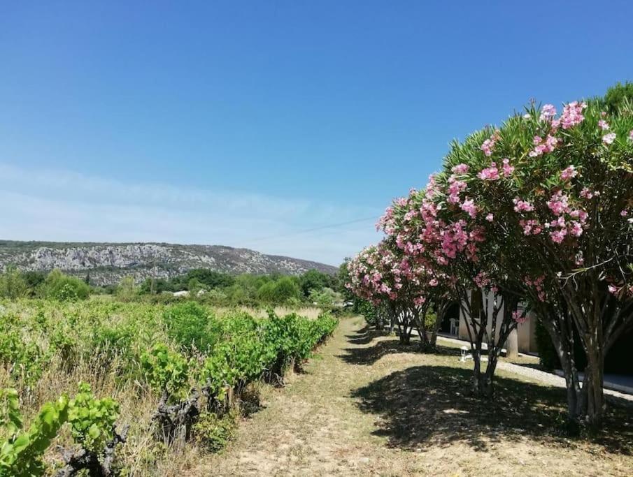 Une rangée d'arbres avec des fleurs roses dans un champ dans l'établissement Maison à louer en Ardèche du sud, à Saint-Martin-dʼArdèche
