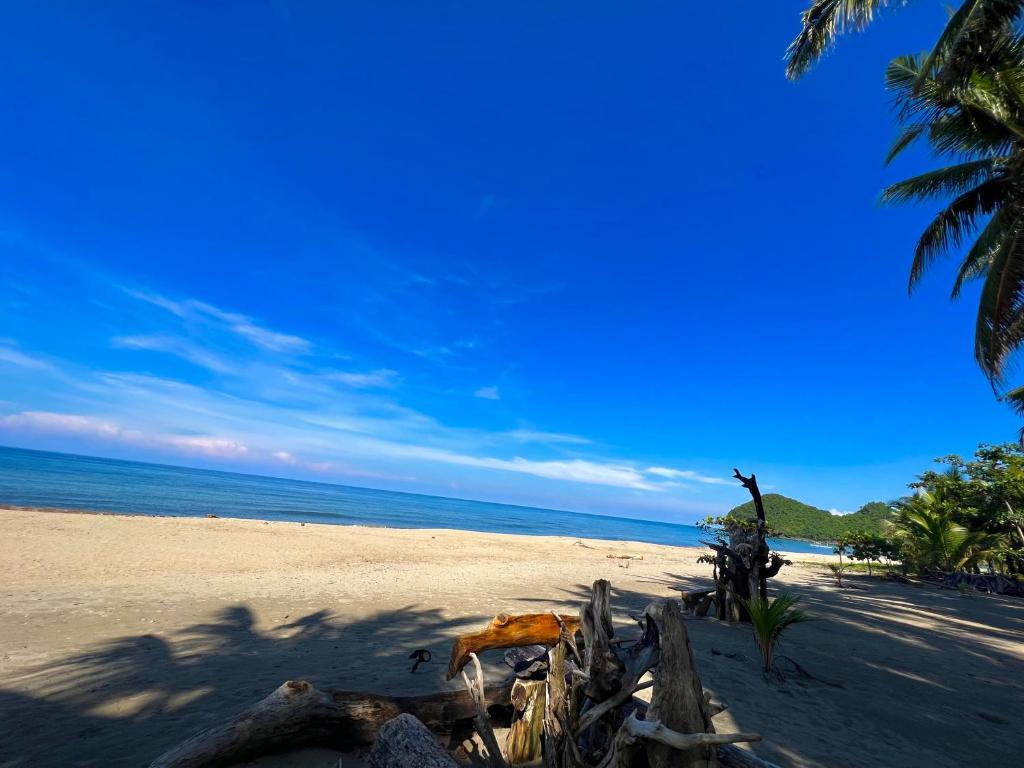 a sandy beach with palm trees and the ocean at Green Garden Beach Resort, Sipalay in Sipalay