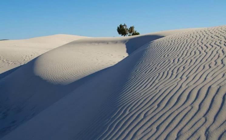 uma duna de areia com uma árvore em cima dela em Casa Lubiana em Carbonia