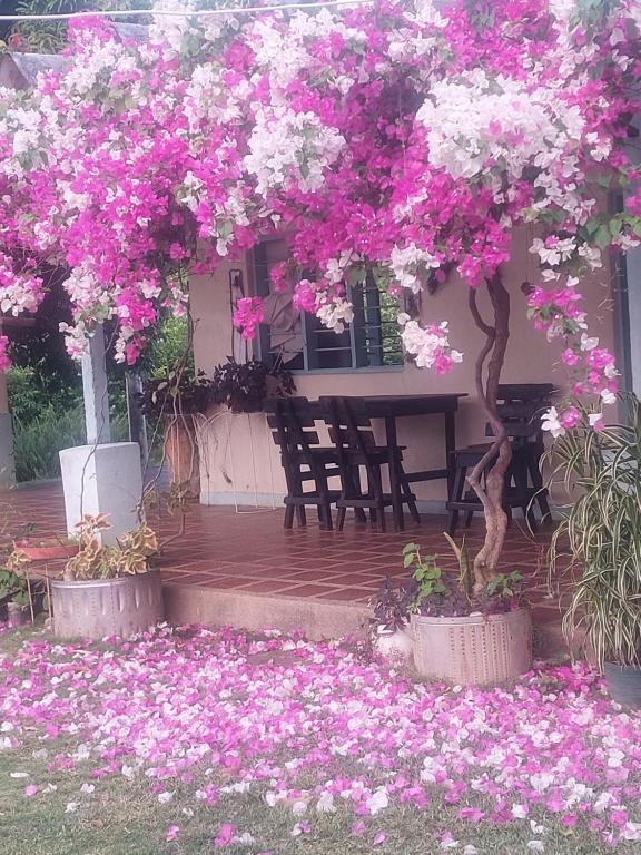 un patio con flores rosas y blancas en el suelo en Cabaña Ecoturismo Los Mangos, en Santa Marta