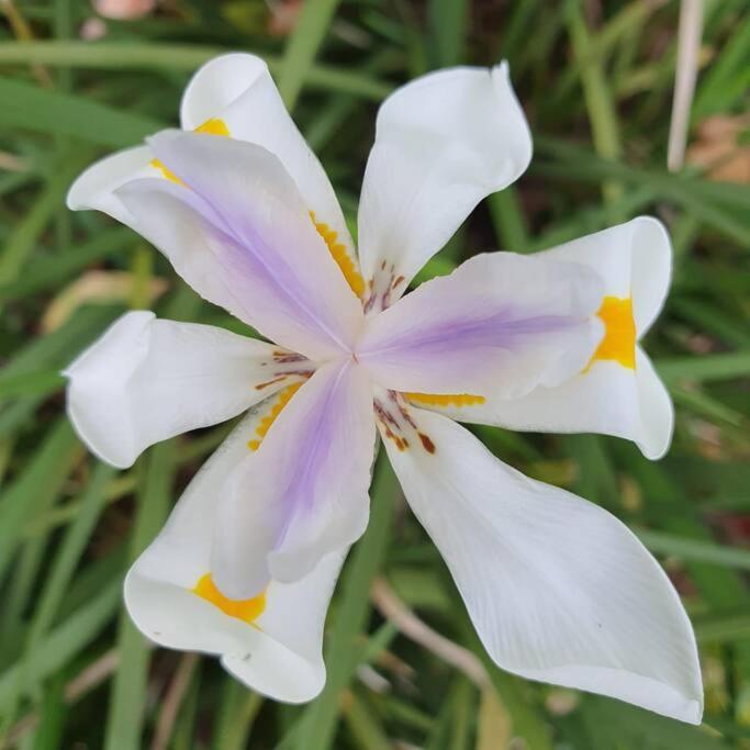 a close up of a white and purple flower at Aurora Homestead in Araras Petropolis