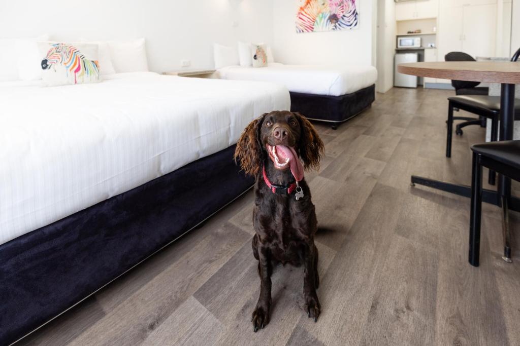 Domácí mazlíčci ubytovaní s hosty v ubytování Zebra Motel