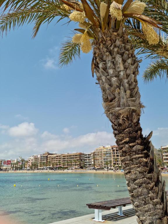 ławka siedząca pod palmą przy plaży w obiekcie Apartamentos Palangres w mieście Torrevieja