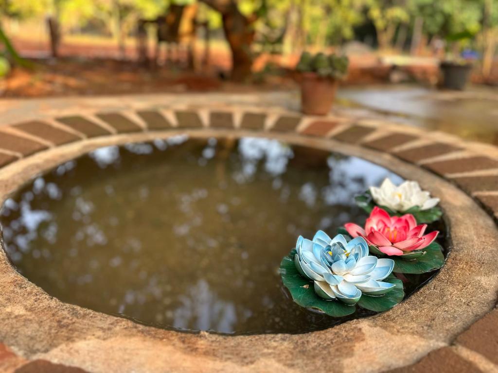 a small pond with three flowers in it at Lotus Garden - Near Matrimandir Center Auroville in Auroville