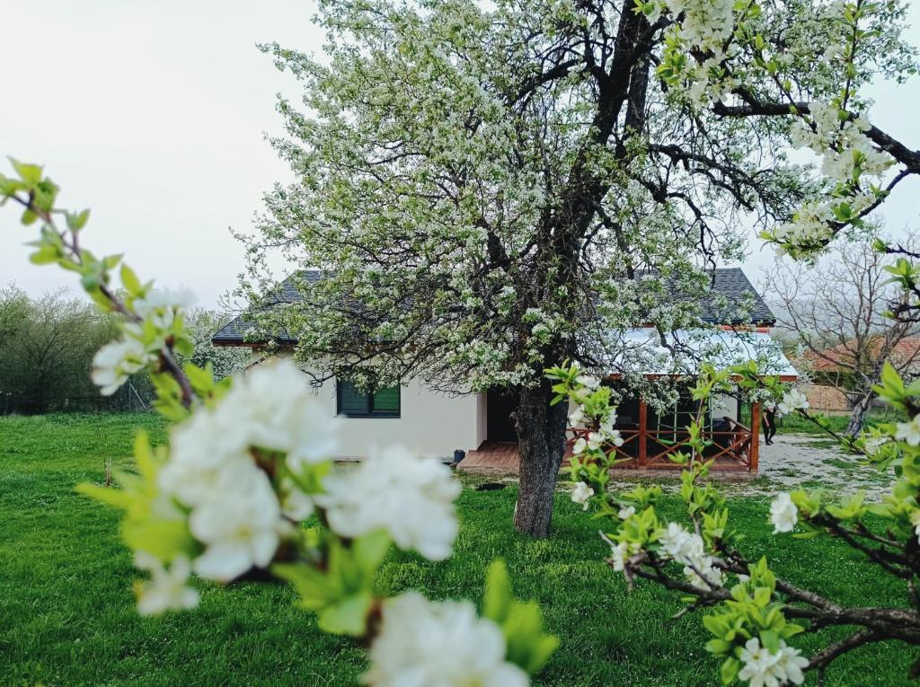 an apple tree in front of a white house at Къща за гости Софаш 