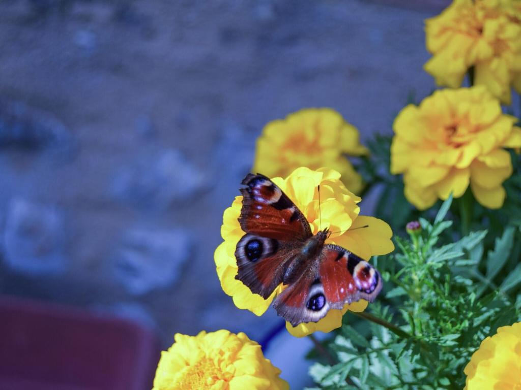 a butterfly is sitting on a yellow flower at Snug cottage in Saint Eutrope De Born with pool in Saint-Eutrope-de-Born