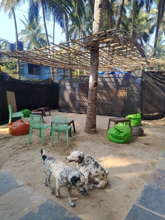 two dogs standing in the sand next to chairs and trees at Tides by TB in Canacona