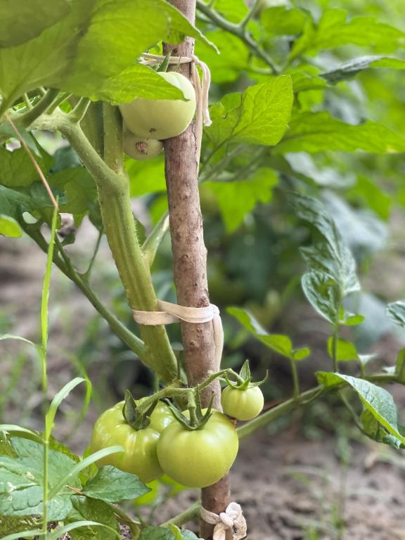Zahrada ubytování Agroturizem Eldi