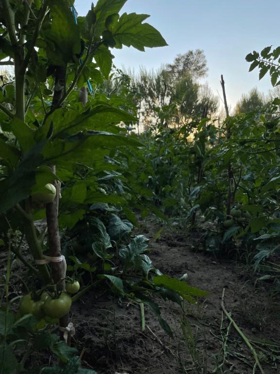 Zahrada ubytování Agroturizem Eldi