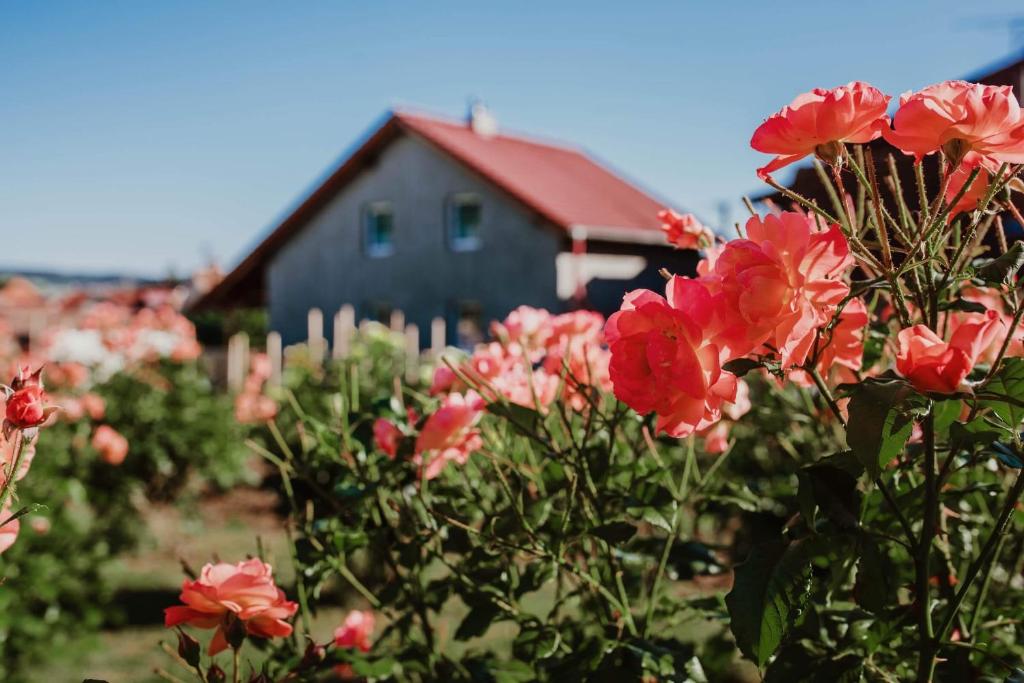 un ramo de flores rosas delante de un granero en penzion V Růžích en Hroznová Lhota