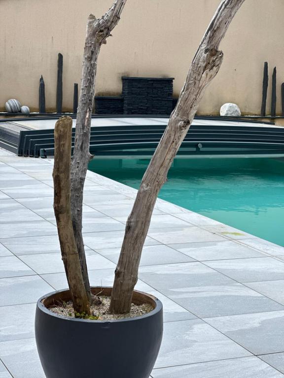 a plant in a pot next to a swimming pool at Maison d'hôtes chic à Beauzelle in Beauzelle