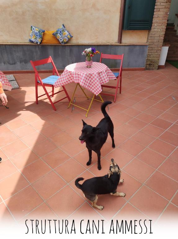 Zwierzęta zatrzymujące się w obiekcie Casa Fasano Amalfi Coast
