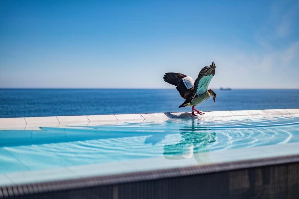 a bird standing on the edge of a swimming pool at The Aurum Collection by Totalstay in Cape Town