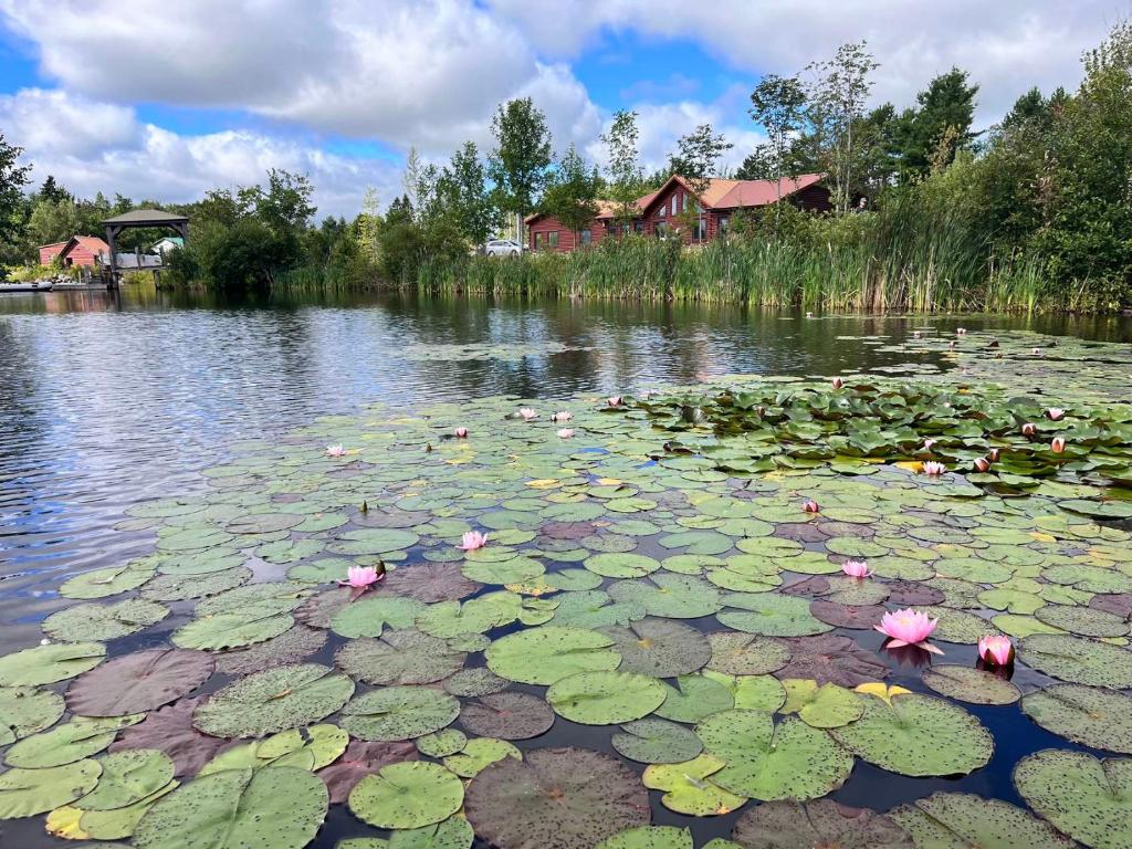 een vijver met waterlelies en roze bloemen erin bij Geese Villa Log House in Harrington