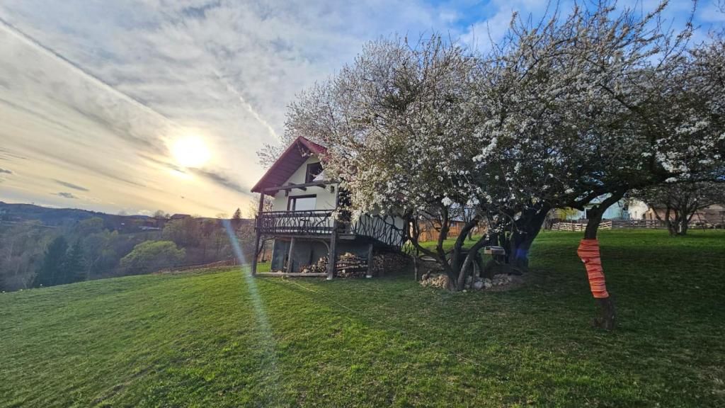 a house on top of a hill with a tree at Casa rustica in Braşov