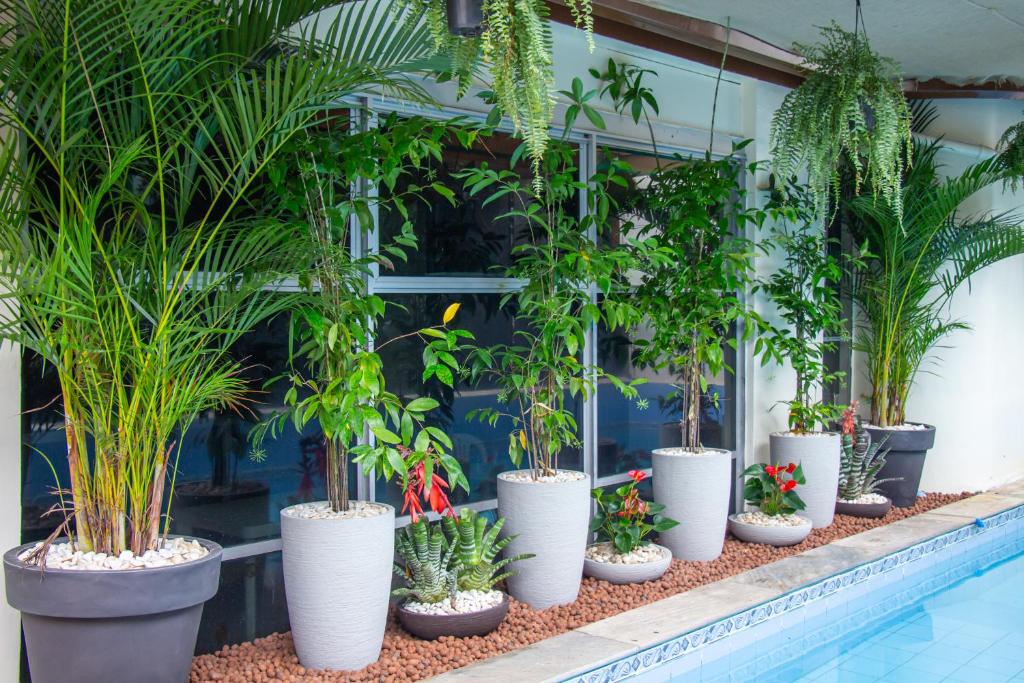 a row of potted plants in front of a building at Plaza Hotel Manaus in Manaus