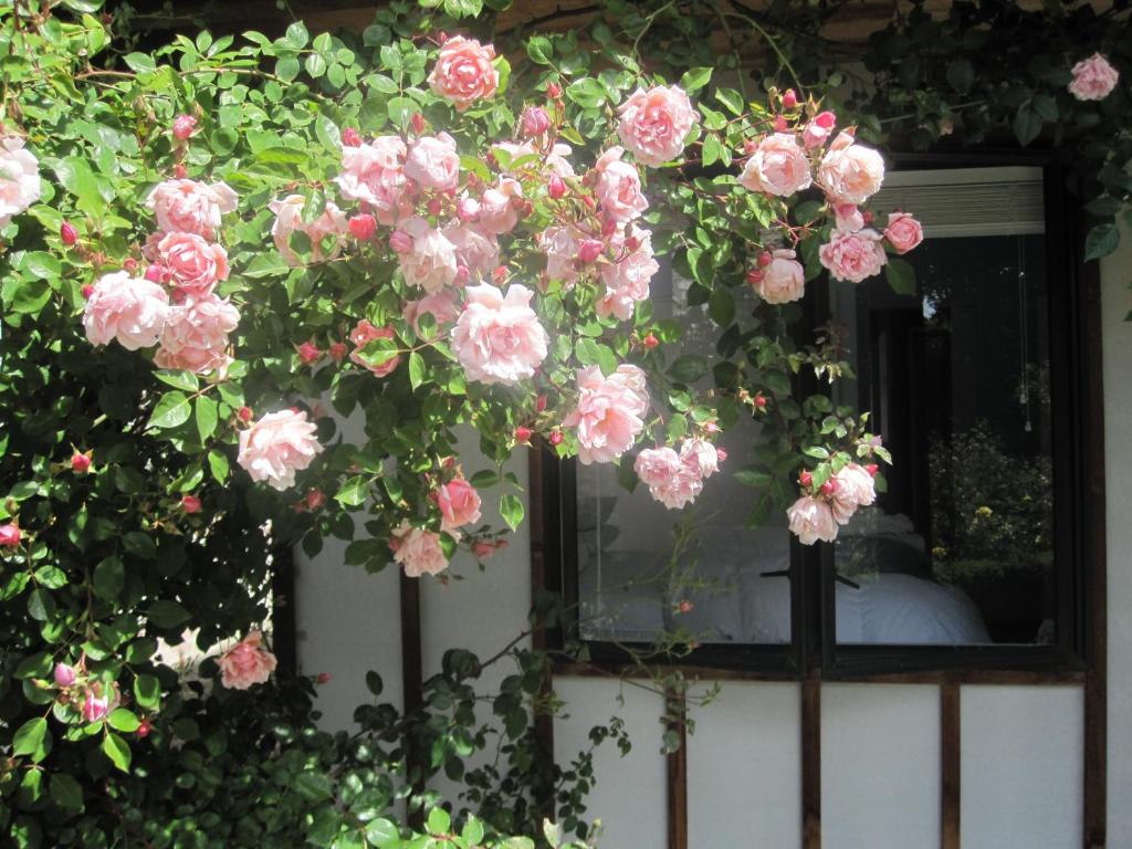 a bunch of pink roses in front of a window at Rose Cottage at The Elms in Christchurch