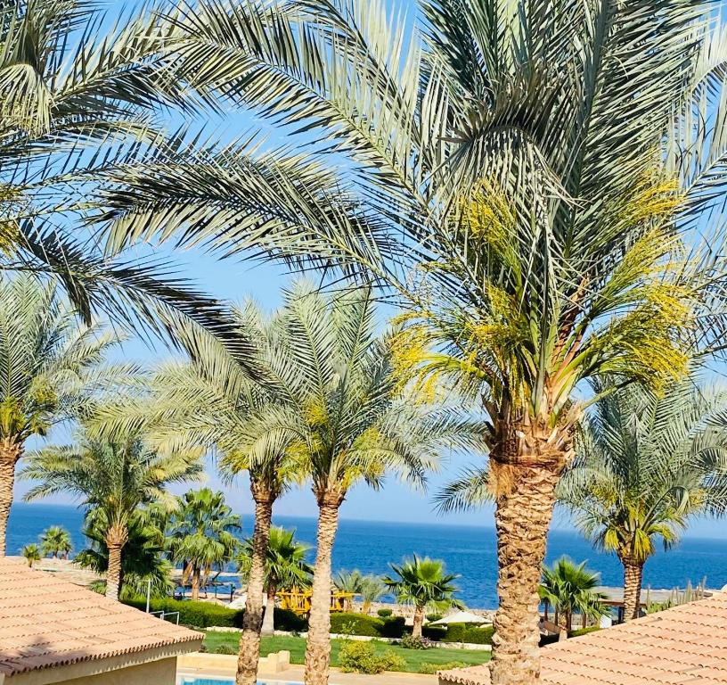 a group of palm trees in front of the ocean at Tamra Residence Apartment Families and Couples Only in Sharm El Sheikh