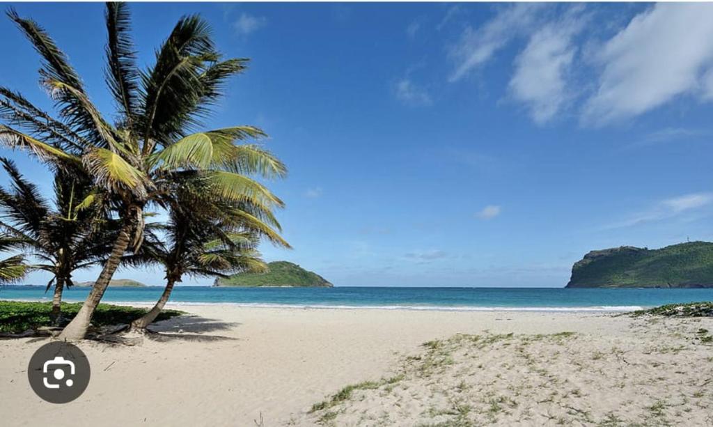 una playa con dos palmeras y el océano en Grand Vue Apartment Vieux Fort, en Vieux Fort