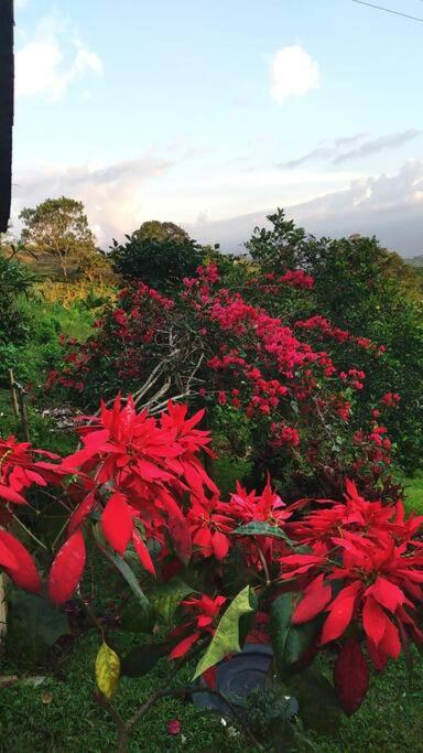 Zahrada ubytování Tesorito House en las Montañas del Quindío