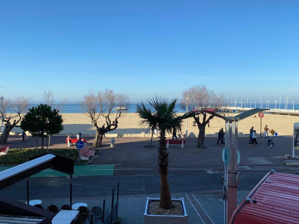 un parc avec un palmier près de la plage dans l'établissement Arcachon : studio duplex face plage, centre-ville, Wi-Fi, parking - FR-1-319-500, à Arcachon