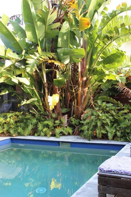 a swimming pool in a garden with some plants at CC's @ Byron Self Contained Studio in Byron Bay