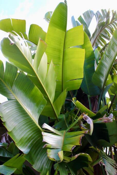 a bunch of green leaves on a banana tree at CC's @ Byron Self Contained Studio in Byron Bay