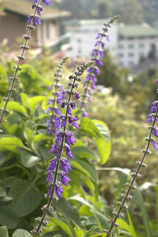 Zahrada ubytování W15 Glenfall Nuwara Eliya