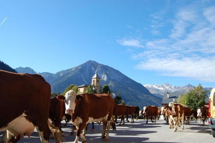 a herd of cows walking down a street at Spacious holiday home near center of Champagny in Le Villard