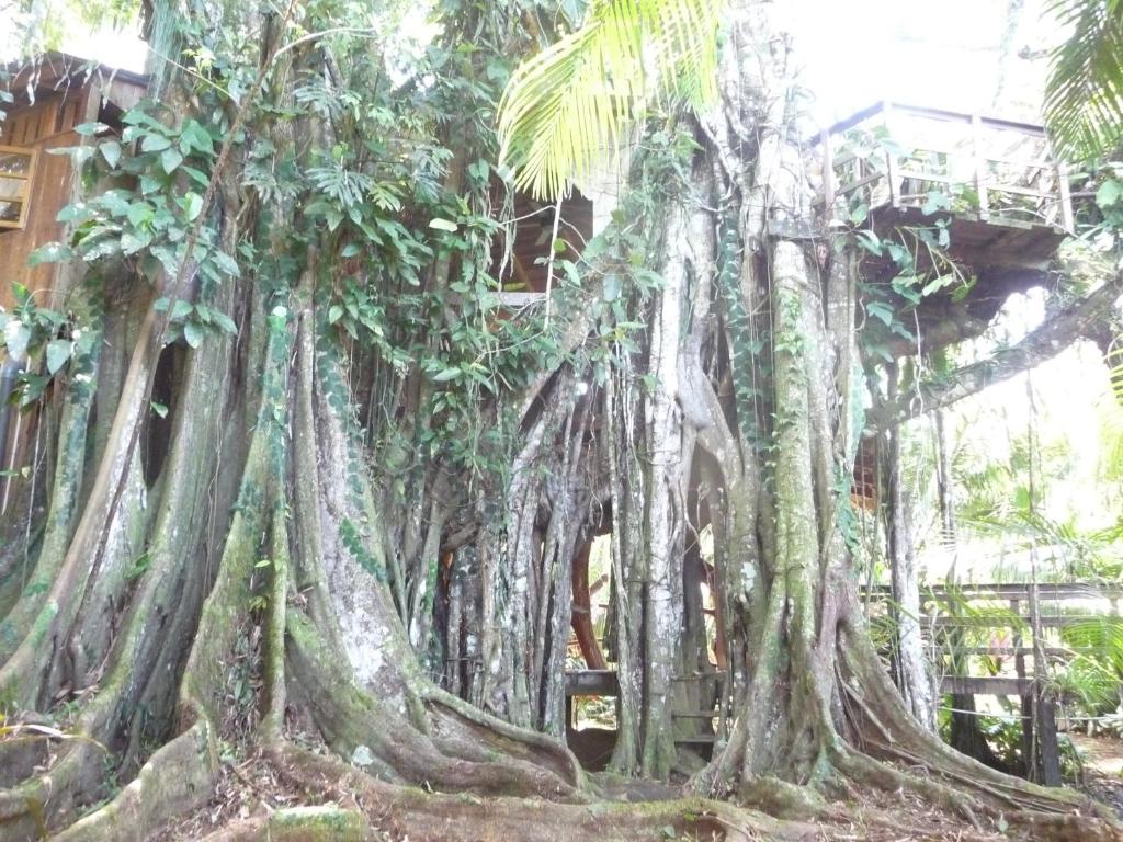 um grupo de árvores com as suas raízes em Topos Tree House em Cahuita