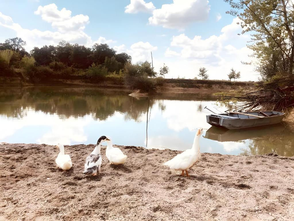 drei Enten stehen am Ufer eines Flusses mit einem Boot in der Unterkunft Konak Jezero - Drvene Kućice na Privatnom Jezeru in Šabac