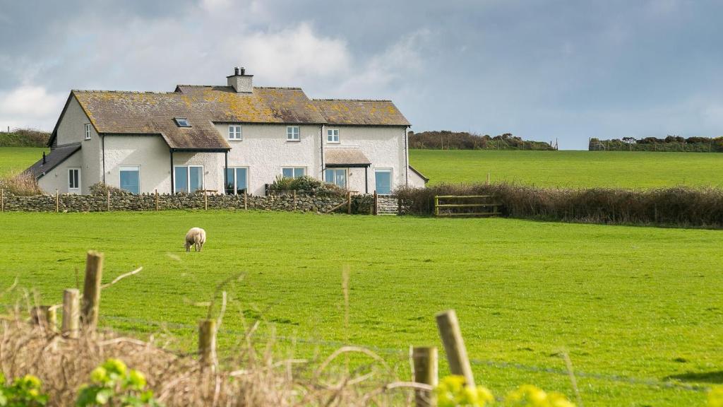 a sheep grazing in a field in front of a house at Penrhyn Isaf Dau in Aberffraw