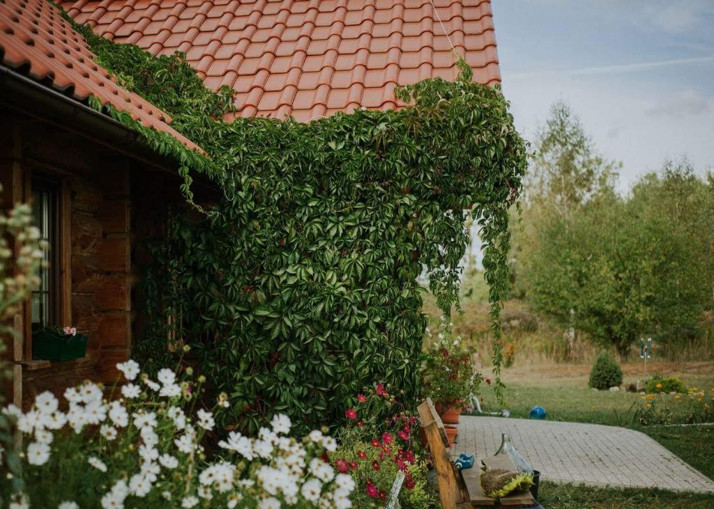 een grote groene plant die aan de zijkant van een huis groeit bij Dom Gościnny Sowia Stópka in Miłomłyn