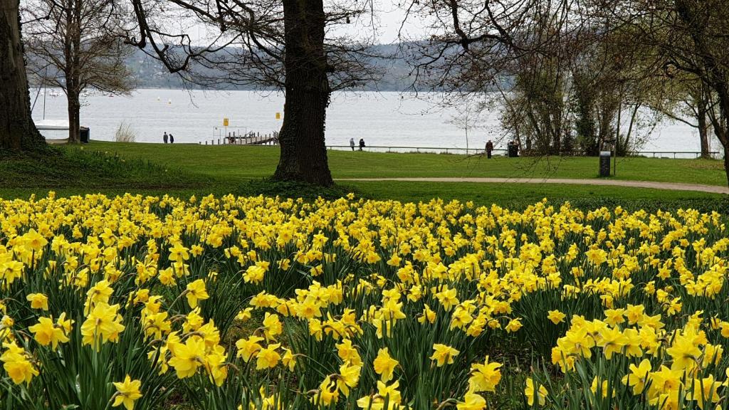 un campo de narcisos amarillos en un parque en Ferienwohnung starnberg en Starnberg