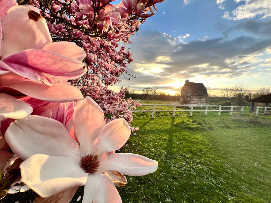 a bunch of pink flowers in a field with a barn at Les Aires en Scènes au bord de l'eau in Épagne-Épagnette