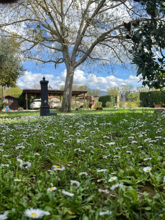 ein Blumenfeld in einem Park mit einem Baum in der Unterkunft Assisi, la Noce in Petrignano